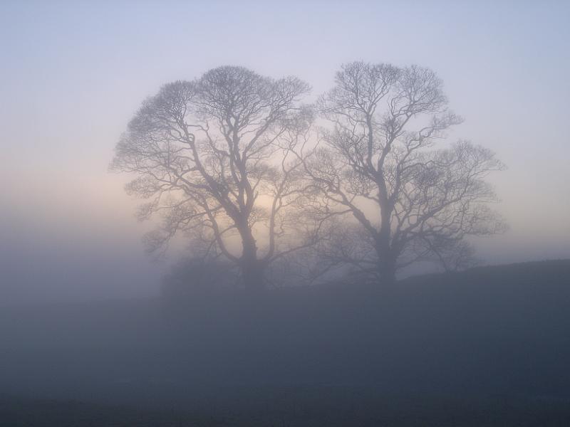 0712lv 104.jpg - "Trees in Backlit Fog" - by Louise Vardey
